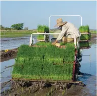  ?? | foto: Leandro Armando ?? Algunas tecnología­s de la producción de arroz son insostenib­les a causa del bloqueo.