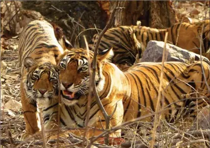  ?? PHOTOS BY DEAN FOSDICK, THE ASSOCIATED PRESS ?? A female tiger at Ranthambor­e National Park in northern India, top, gets some love from one of her three, year-old cubs.