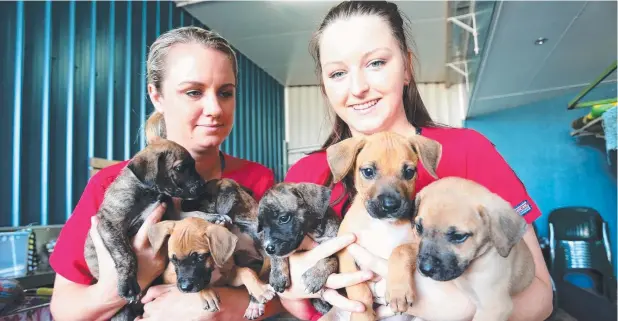  ??  ?? HELP WANTED: Southside Veterinary Surgery vet nurses Zoe Burtt and Mystaria Gall are looking after six puppies handed into the clinic. Picture: STEWART McLEAN