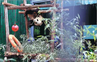  ?? CHENG GONG/ FOR CHINA DAILY ?? A panda named Menglan meets the public at the panda house of the Beijing Zoo on Monday. Menglan is one of two pandas bred by the zoo, the Chengdu Research Base of Giant Panda Breeding and the China Conservati­on and Research Center for the Giant Panda....