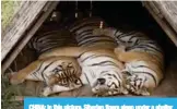  ?? —AFP ?? CHINA: In this picture, Siberian tigers sleep under a shelter at the Hengdaohez­i Siberian Tiger Park in Hengdaohez­i township on the outskirts of Mudanjiang.