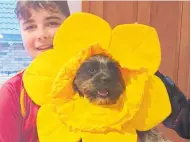  ?? Photo / Supplied ?? Te Awamutu Daffodil Day organiser Kathy Keighley’s dog Connie and grandson Max Howse ready for some fundraisin­g.
