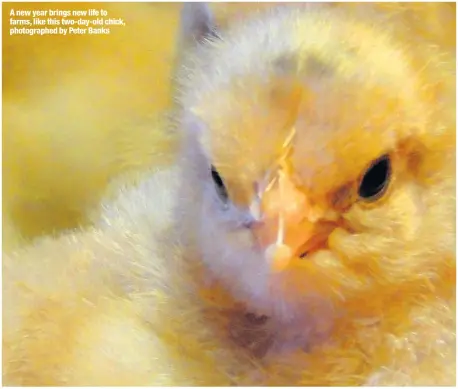  ??  ?? A new year brings new life to farms, like this two-day-old chick, photograph­ed by Peter Banks