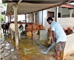  ??  ?? Mr. Shelton Alwis cleans his cattle shed.