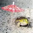  ?? FOTO: IMAGO IMAGES ?? Irre komisch: der Wetterfros­ch unterm Sonnenschi­rm.