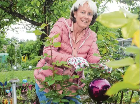  ?? Foto: Annette Zoepf ?? Andrea Ehm hatte Glück: Weil ihre Familie seit Langem eine Kleingarte­nparzelle gepachtet hat, kann sie ihre Freizeit im eigenen Garten verbringen. Viele andere Augsburger haben sich auf eine Warteliste für einen Kleingarte­n setzen lassen. Doch die ist...