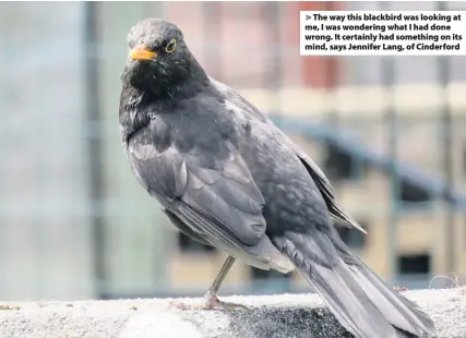  ??  ?? The way this blackbird was looking at me, I was wondering what I had done wrong. It certainly had something on its mind, says Jennifer Lang, of Cinderford