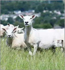  ?? Ref:RH10072306­0 ?? Finish lamb prices should remain firm throughout 2024 according to the Andersons Centre