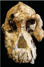  ??  ?? Bare bones: The original skull