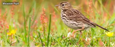  ?? ?? Meadow Pipit