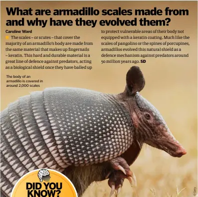  ??  ?? The body of an armadillo is covered in around 2,000 scales