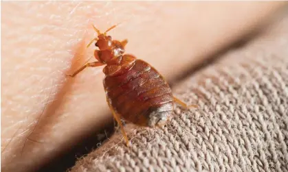  ?? Photograph: Hakan Soderholm/Alamy ?? The French government held a series of emergency meetings in October over bedbugs.
