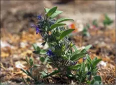  ?? U.S. FISH AND WILDLIFE SERVICE VIA AP ?? This 2016 photo provided by the U.S. Fish and Wildlife Service shows the Hidden Lake Bluecurl, a tiny flowering plant that is only found around a single vernal pool in a Southern California mountain range.