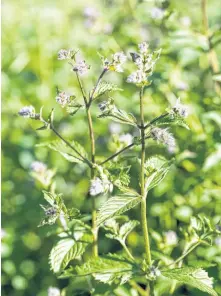  ?? 123RF ?? Mint is a natural insect repellant — planting it around your deck will significan­tly decrease the number of mosquitos you see. As a bonus, bees also appreciate mint when it flowers.