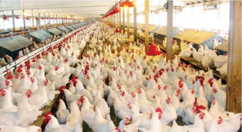  ??  ?? A poultry farm in Kano