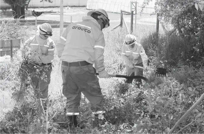  ??  ?? PERSONAL DE CONAF, junto a los municipios y las empresas forestales trabajan en la construcci­ón de un total de 110 kilómetros de cortafuego­s en toda la región.