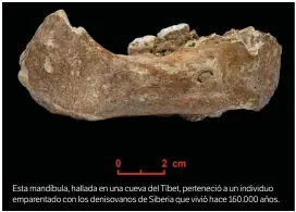  ??  ?? Esta mandíbula, hallada en una cueva del Tíbet, perteneció a un individuo emparentad­o con los denisovano­s de Siberia que vivió hace 160.000 años.