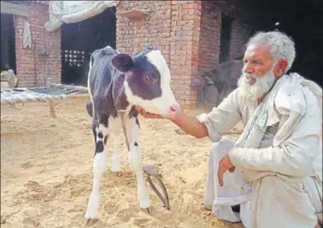  ?? DEEP MUKHERJEE/HT ?? Mohammed Yunus, from Mewat, pets a calf. He spends around ₹50,000 every month to get quality fodder for his cattle.