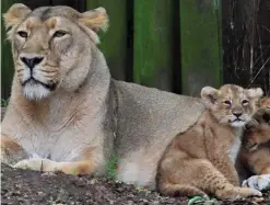  ??  ?? Fight for survival: A lion cub and its mother at London Zoo