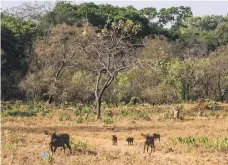  ??  ?? A family of warthogs wanders into the main base in Chinko