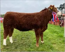  ?? ?? Continenta­l beef champion came from Dent and Chester