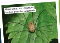  ?? ?? cousins to Harvestmen are arachnids spiders and other