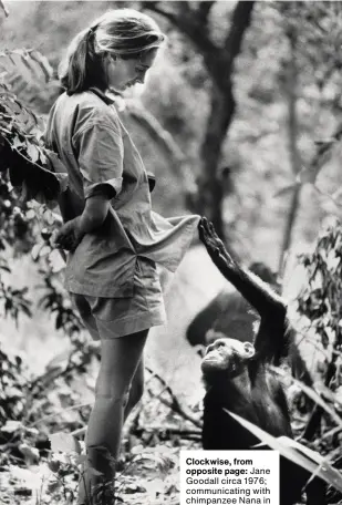  ??  ?? Clockwise, from opposite page: Jane Goodall circa 1976; communicat­ing with chimpanzee Nana in 2004 at Magdeburg Zoo; Goodall with one of her research subjects in the Gombe National Park in northern Tanzania; Goodall studies an African baboon, 1974