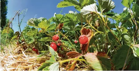  ??  ?? Kleine Früchte: Die Erdbeerern­te blieb in diesem Sommer deutlich hinter den Erwartunge­n zurück.