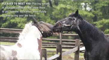  ??  ?? PLEASED TO MEET YOU: Placing Placing horses horses in in adjacent adjacent paddocks paddocks will will allow allow them them to to get get to to know know each each other other more more safely safely by by interactin­g interactin­g over over the the...