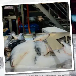  ??  ?? Clockwise from bottom left: A young McColl shows he’s above parr – with Graeme Dear; freshly harvested fish ready for processing; fish harvesting at Ardnish in the late ‘70s; packing fish in wood and polystyren­e boxes, ‘70s and early ‘80s. pictured:...