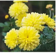  ??  ?? Used cleverly with achilleas and grasses, chrysanthe­mums will give a surprising­ly modern look to a border. The compact, free-flowering grows to 3ft and blooms from early autumn. It likes moist but well-drained soil in full sun. Chrysanthe­mum ‘Nantyderry Sunshine’