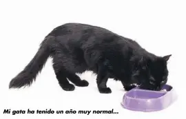  ??  ?? Mi gata ha tenido un año muy normal...