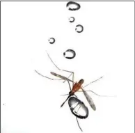  ?? Photo courtesy Georgia Tech ?? Researcher­s pummeled flying mosquitoes with water to demonstrat­e how the insects survive downpours.