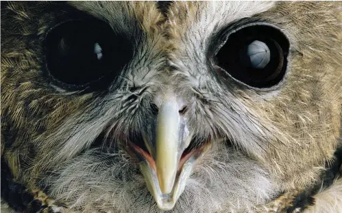  ??  ?? Sartore photograph­ing a frog, a northern spotted owl, and a black cobra.