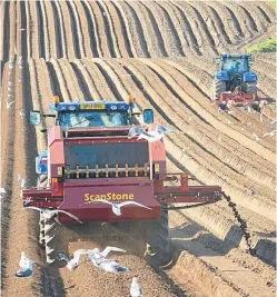  ?? Picture: Ron Stephen. ?? The acreage planted for organic potatoes and vegetables in Scotland dropped by 1%.