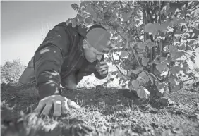  ?? PHOTOS BY MARTIN E. KLIMEK/USA TODAY ?? Brian Malone, 39, of Jackson Family vineyards sniffs the earth as he searches for truffles in Santa Rosa, Calif.