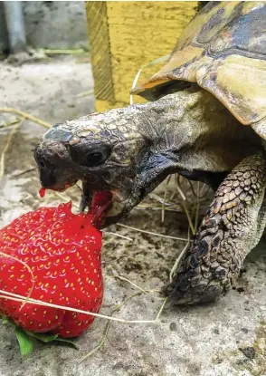  ??  ?? Für Erdbeeren lässt Max die Landschild­kröte, alles liegen. Das Foto stammt von Laura Kutschker aus Ried  heim bei Leipheim (Landkreis Günzburg).