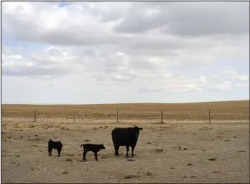  ?? ?? ABOVE: Calves stand near their mother at a ranch in Yuma in 2020.