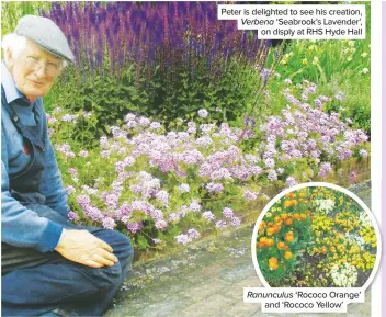  ??  ?? Peter is delighted to see his creation, Verbena ‘Seabrook’s Lavender’, on disply at RHS Hyde Hall
Ranunculus ‘Rococo Orange’ and ‘Rococo Yellow’