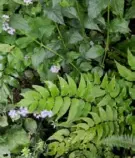  ?? Pam Panchak/Post-Gazette ?? A wood fern among other ferns in the garden of Dar and Benjamin Thomas in Whitehall.