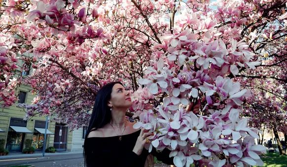  ??  ?? Petali rosa
Una ragazza tra i fiori delle Magnolie Soulangean­a che colorano e profumano piazza Tommaseo. (Le foto di questo servizio sono di Duilio Piaggesi /Fotogramma)