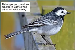  ?? ?? This super picture of an adult pied wagtail was taken by John Money