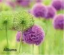  ??  ?? Alliums