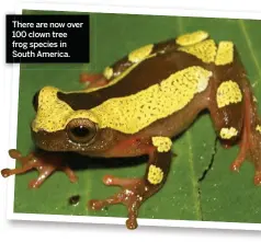  ??  ?? There are now over 100 clown tree frog species in South America.