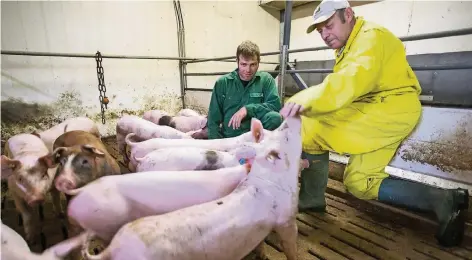  ?? FOTO: REICHWEIN ?? Schweineba­uer Axel Boves (l.) und sein Vater Heinz-Jürgen Boves mästen insgesamt etwa 2000 Schweine in ihrem Betrieb in Kempen.