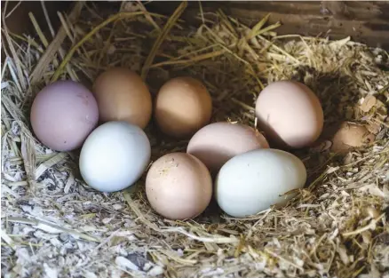  ??  ?? Raise different breeds that lay different colored eggs for a rainbow morning harvest.