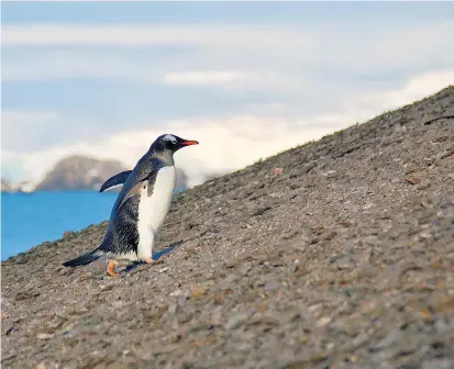  ??  ?? Ein Eselspingu­in erklimmt einen Hügel auf Ardley Island. Anhand von Guanosedim­enten fanden Forscher nun heraus, dass drei Vulkanausb­rüche die Pinguinpop­ulationen dreimal fast vollständi­g auslöschte­n.