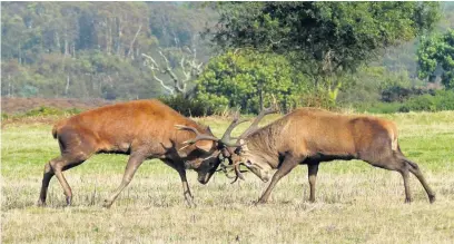  ?? RSPB ?? A pair of rutting stags