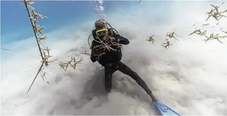  ?? David J. Phillip / Associated Press ?? Simpson untangles lines of staghorn coral at a coral nursery inside the White River Fish Sanctuary.