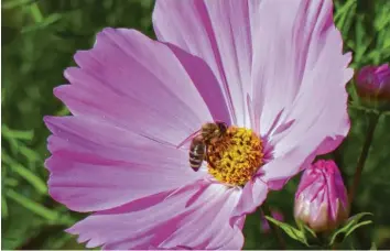  ?? ?? Wenn es um arbeitssam­e Tiere geht, darf die Biene natürlich nicht vergessen werden. Dieses fleißige Tierchen hat Wunibald Wör‰ le in Sankt Ottilien (Landkreis am Lech) entdeckt.